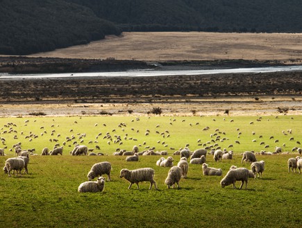 כבשים (צילום: unsplash)
