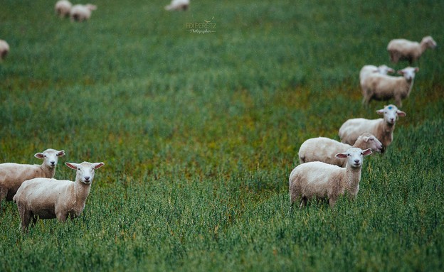 כבשים (צילום: עדי פרץ)