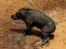 מפחדים מקדחת חזירים אפריקנית (צילום: רויטרס)