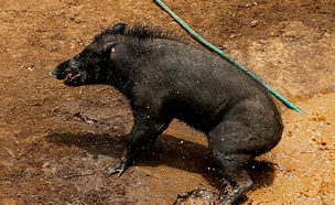 מפחדים מקדחת חזירים אפריקנית (צילום: רויטרס)