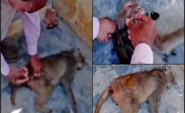 תעלומת הקופים המתים (צילום: יוטיוב\Go News 24x7 India)