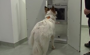 כלבה משחקת עם מסך מגע (צילום: Messerli Forschungsinstitut/VetMedUni Vienna, YouTube)
