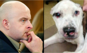 הכלב שעבר התעללות (צילום: פייסבוק\ "Justice for "Puppy Doe)
