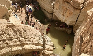 גב צניפים (צילום: יובל שגיא רשות שמורות הטבע והגנים)