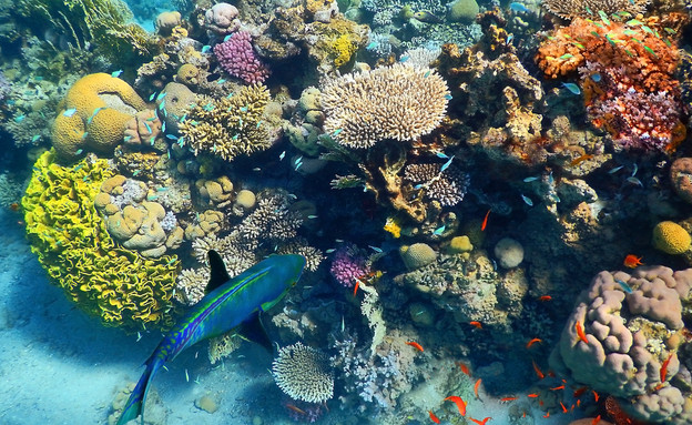 ריף האלמוגים (צילום: irisphoto1, shutterstock)
