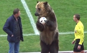 הדוב טימה במגרש הכדורגל ברוסיה (צילום: רויטרס)