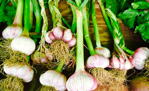 שום ירוק (צילום: Jen Petrie, Shutterstock)