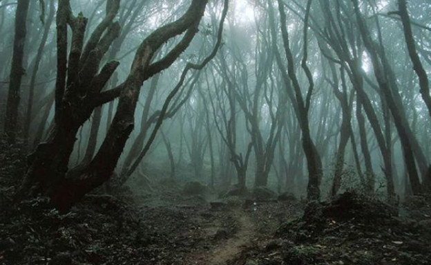 יער הויה באצ'ו, רומניה (צילום: אינסטגרם\discover_wonderful_places)