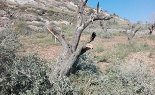 עצי זית כרותים בשטחי עוריף (צילום: מועצת עוריף)