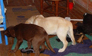 הכלבלבים שבעזרתם ניסו להבריח סמים (צילום: רויטרס)