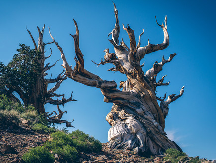 מתושלח עץ מקליפורניה שחי כמעט 5000 שנה (צילום: By Dafna A.meron, shutterstock)