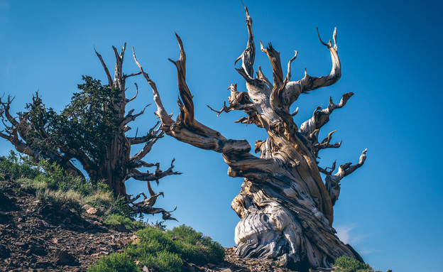 מתושלח עץ מקליפורניה שחי כמעט 5000 שנה (צילום: By Dafna A.meron, shutterstock)