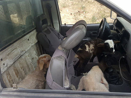 חלק מהכבשים הובלו בתא הנהג (צילום: דוברות המשטרה)