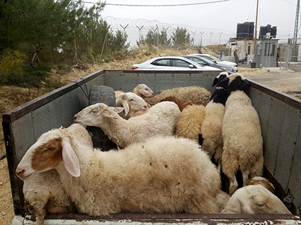19 כבשים גנובים נתפסו (צילום: דוברות המשטרה)