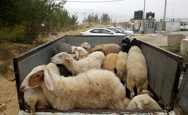 19 כבשים גנובים נתפסו (צילום: דוברות המשטרה)