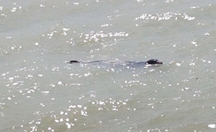 אורחת מפתיעה בראש הנקרה: כלבת ים (צילום: אתר ראש הנקרה)