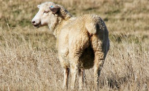 כבשה (צילום: Phassa K, Shutterstock)