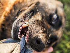 הלך עם שקית בשר, הותקף בידי 6 כלבים – ונהרג