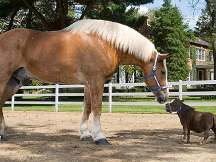 הסוס הגבוה והסוסה הנמוכה (צילום: CNN)