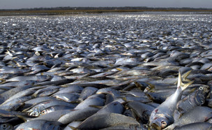 דגים מתים (צילום: getty images)