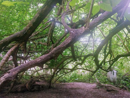 עץ התות בנחל קיני (צילום: נגה משל)