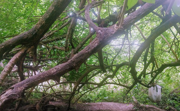 עץ התות בנחל קיני (צילום: נגה משל)