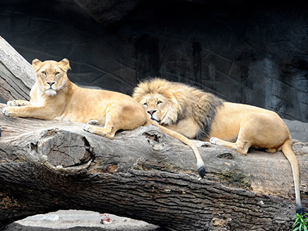 אריות נמלטו מגן החיות - ונלכדו (צילום: רויטרס)