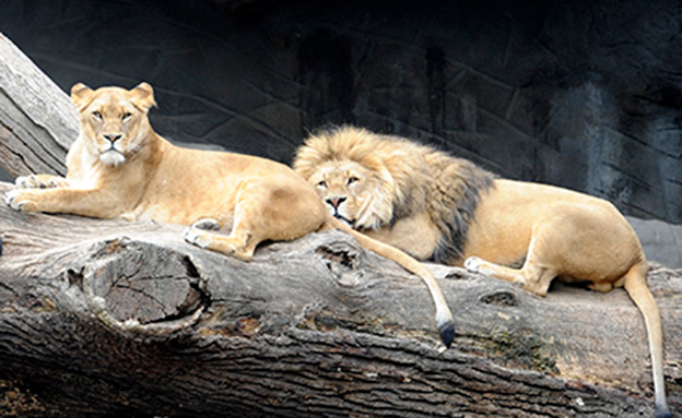 אריות נמלטו מגן החיות - ונלכדו (צילום: רויטרס)
