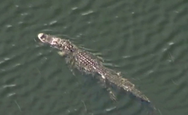 תנין טרף אישה בפלורידה (צילום: CNN, חדשות)