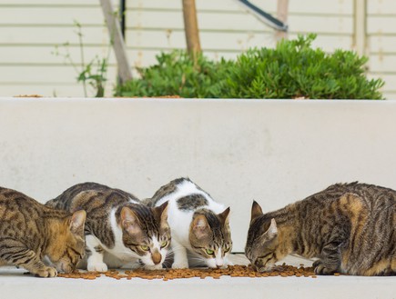תחנת האכלה של חתולי רחוב (צילום: Layue, shutterstock)