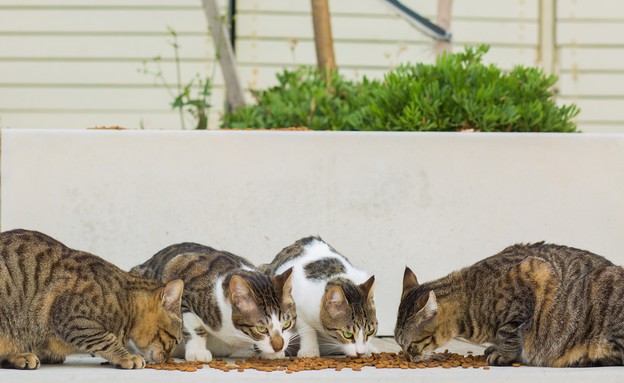 תחנת האכלה של חתולי רחוב (צילום: Layue, shutterstock)