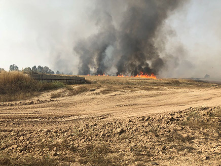 שריפה ביער בארי (ארכיון) (צילום: חדשות)