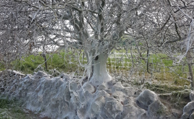 עץ הרפאים (צילום: טוויטר\North Yorkshire Police)