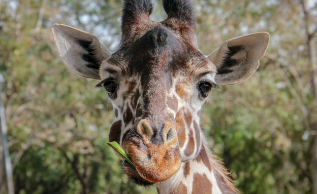 יום הג'ירפה