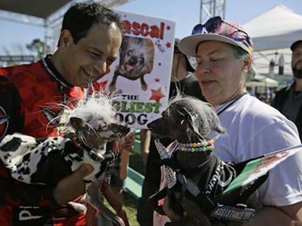 כלבים שהתמודדו בתחרות (צילום: AP, חדשות)