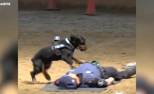 צפו: שוטר "התמוטט" - הכלב "הציל" (צילום: חדשות)