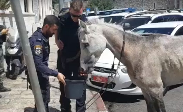 השוטרים משקים סוס שעבר התעללות (צילום: חטיבת דוברות משטרת ישראל)