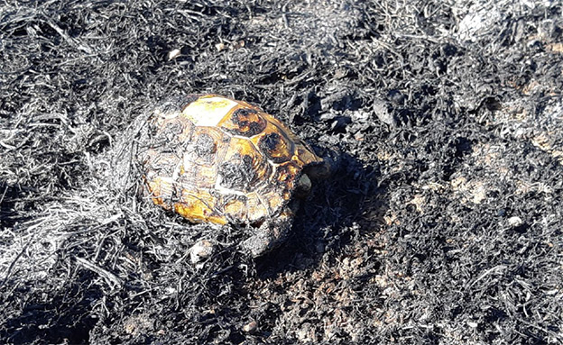צב יבשה שמת מהשריפות בבארי (צילום: אשר פרץ רשות הטבע והגנים, חדשות)