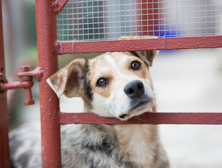 כלב לאימוץ (צילום:  Simon Kadula, shutterstock)