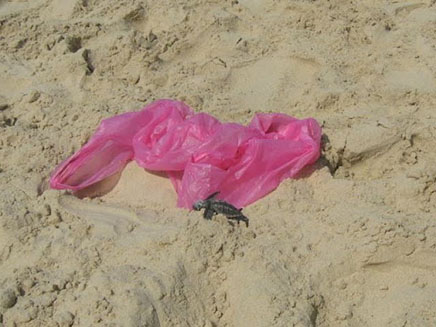 שקית שנשארה בחוף ומהווה סכנה לצבים (צילום: גליה פסטרנק, חדשות)
