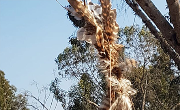 Le faucon trouvÃ© Ã  Nahal Besor (Photo: Gilad Gabbay, AutoritÃ© Nature et Parcs)