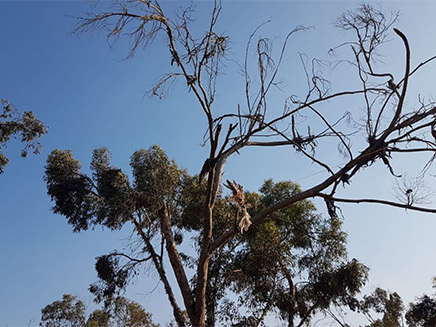 העץ שעליו נמצא הבז (צילום: גלעד גבאי, רשות הטבע והגנים ‎, חדשות)