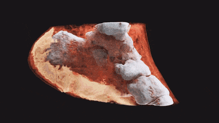 רנטגן בצבע גיף1 (צילום: Mars Bioimaging)