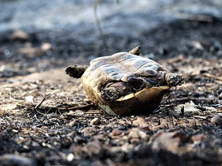 הנזק לחיות הבר בעוטף (צילום: יוסי הראל, רשות הטבע והגנים, חדשות)