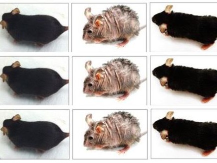 עכברי מעבדה: לפני ואחרי (צילום: UAB)