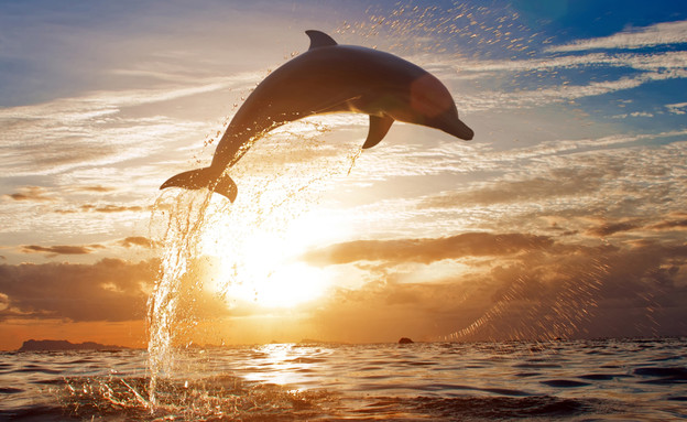 דולפין קופץ בשקיעה (צילום: Khudova Ksenia, shutterstock)