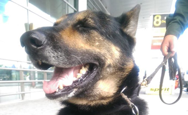 סומברה הכלבה (צילום: הטוויטר של משטרת קולומביה, חדשות)