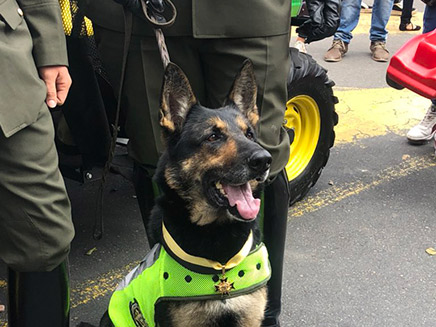 סומברה כלבת ההרחה (צילום: הטוויטר של משטרת קולומביה, חדשות)