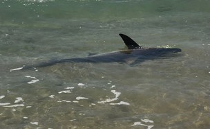 כרישה בחוף בנתניה (צילום: יניב פרדו)