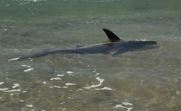 כרישה בחוף בנתניה (צילום: יניב פרדו)